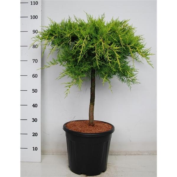 Можжевел.средн.Old Gold штамб, Выс60, Гор24 в интернет гипермаркете «Планета Лета». Фото