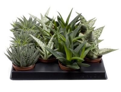 Алоэ Mix, Гор9, Выс15 в интернет гипермаркете «Планета Лета». Фото