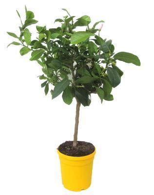 Цитрус Lemon, Гор19, Выс60 в интернет гипермаркете «Планета Лета». Фото