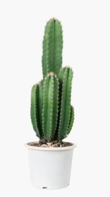 Кактус Cereus, Гор14, Выс50 в интернет гипермаркете «Планета Лета». Фото