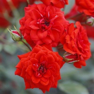 Роза миниатюрная Ориндж Бэбифлор/ЦКор П в интернет гипермаркете «Планета Лета». Фото