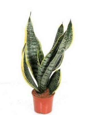 Сансевиерия Trifasciata Laure, Гор17, Выс80 в интернет гипермаркете «Планета Лета». Фото