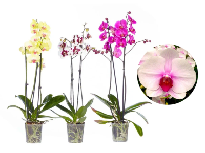 Фаленопсис 2 pp Geisha mix, Гор12, Выс30 в интернет гипермаркете «Планета Лета». Фото