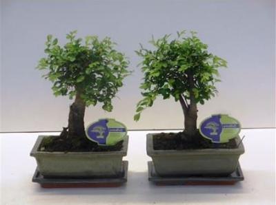 Бонсаи Zelkova, Гор17, Выс30 в интернет гипермаркете «Планета Лета». Фото