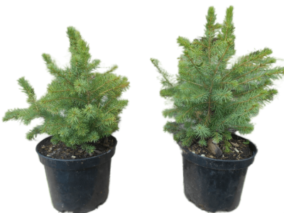 Ель сербская, Гор9, Выс20 в интернет гипермаркете «Планета Лета». Фото
