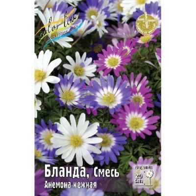 DAY Анемона Blanda Mixed (x15) в интернет гипермаркете «Планета Лета». Фото