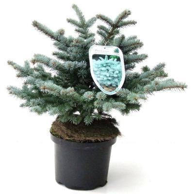 Ель колючая Glauca Globosa, Гор21, Выс30 в интернет гипермаркете «Планета Лета». Фото