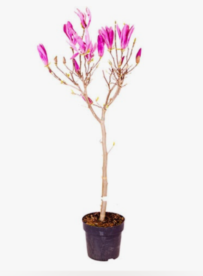 Магнолия Randy штамб, C15, Выс120 в интернет гипермаркете «Планета Лета». Фото