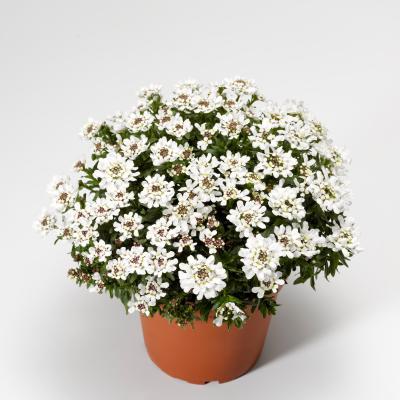 Иберис вечнозеленый, Гор11 М в интернет гипермаркете «Планета Лета». Фото