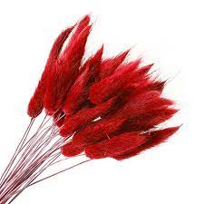 Лагурус красный 1шт в интернет гипермаркете «Планета Лета». Фото