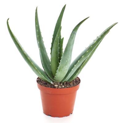 Алоэ, Гор13 М в интернет гипермаркете «Планета Лета». Фото