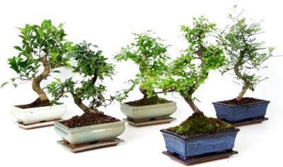 Бонсаи Mix, Гор25, Выс45 в интернет гипермаркете «Планета Лета». Фото