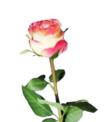 Роза Эсперанса Мидл лимонная с розовой каймой в-49 см, бутон д-5,в-6 см 30.0613113LORsm в интернет гипермаркете «Планета Лета». Фото