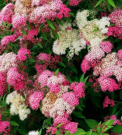 Спирея японская Широбана (в тубе) в интернет гипермаркете «Планета Лета». Фото