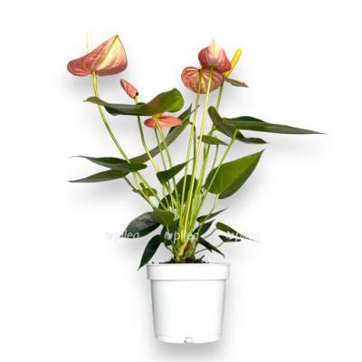 Антуриум Livium Orange, Гор12, Выс40 в интернет гипермаркете «Планета Лета». Фото