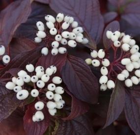 Жасмин садовый Вирджинал в коробке в интернет гипермаркете «Планета Лета». Фото