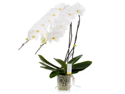 Фаленопсис 2 pp Mix Formidablo, Гор7, Выс30 в интернет гипермаркете «Планета Лета». Фото