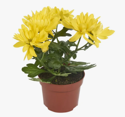 Азалия Anneke, C9.2, Гор50-70 в интернет гипермаркете «Планета Лета». Фото