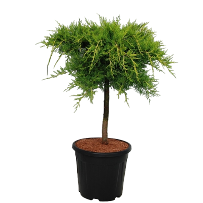 Можжевел.средн.Old Gold штамб, C9, Выс40 И в интернет гипермаркете «Планета Лета». Фото