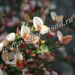 Ракитник ранний Зеландия П в интернет гипермаркете «Планета Лета». Фото