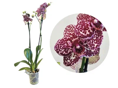 Фаленопсис 2 pp Wild Cat, Гор12, Выс60 в интернет гипермаркете «Планета Лета». Фото