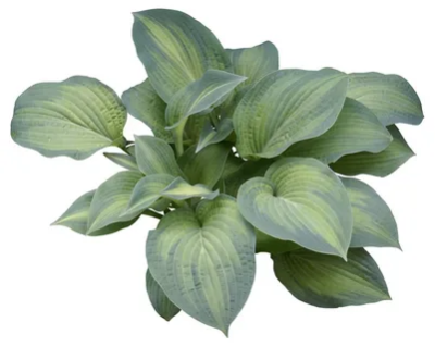 Хоста Паулс Глори Tim Гор17 М в интернет гипермаркете «Планета Лета». Фото