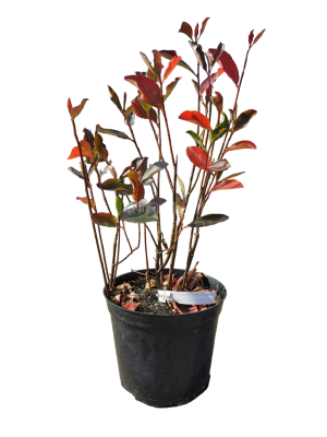 Арония черноплодная, С5 П в интернет гипермаркете «Планета Лета». Фото