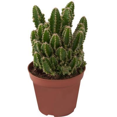 Кактус Cereus paolina, Гор11, Выс25 в интернет гипермаркете «Планета Лета». Фото