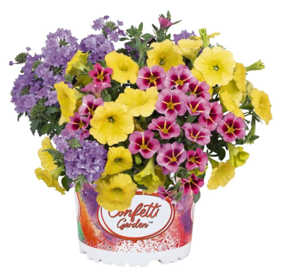 Хризантема Трио конфетти, Гор17 М в интернет гипермаркете «Планета Лета». Фото