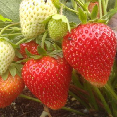 Рассада Земляника садовая Вима Кимберли (3шт) в интернет гипермаркете «Планета Лета». Фото