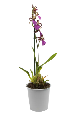 Орхидея Mix, Гор12, Выс60 в интернет гипермаркете «Планета Лета». Фото