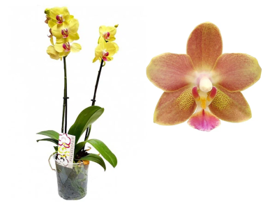 Фаленопсис 2 pp Lemon Spice, Гор12, Выс60 в интернет гипермаркете «Планета Лета». Фото