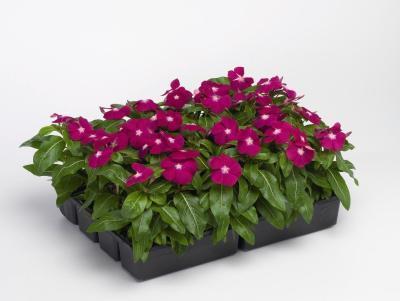 Катарантус клаета (1*6) М в интернет гипермаркете «Планета Лета». Фото