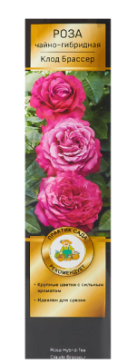Роза чайно-гибридная Клод Брассер (туба) в интернет гипермаркете «Планета Лета». Фото