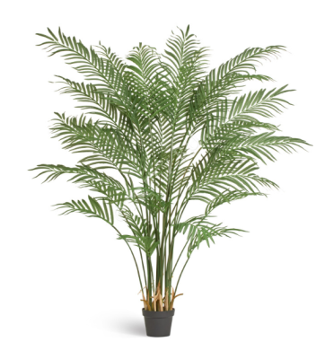 Пальма Арека Форест 170 см (28 веток) в интернет гипермаркете «Планета Лета». Фото
