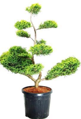 Бонсай Можжевельник средн.Pfitz.Aurea, Гор38, Выс140 И в интернет гипермаркете «Планета Лета». Фото