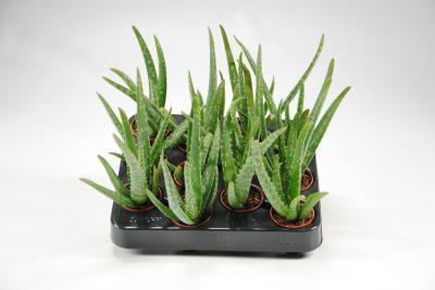 Алоэ Vera, Гор12, Выс40 в интернет гипермаркете «Планета Лета». Фото