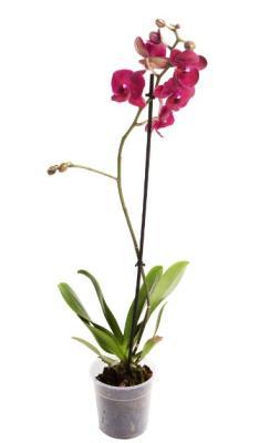 Фаленопсис Vert Mix, Гор15, Выс110 в интернет гипермаркете «Планета Лета». Фото