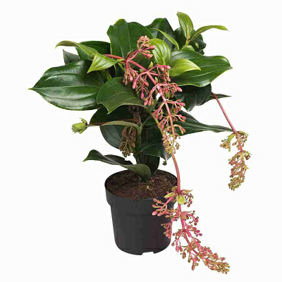 Мединилла Florinilla Bella, Гор14, Выс13 в интернет гипермаркете «Планета Лета». Фото