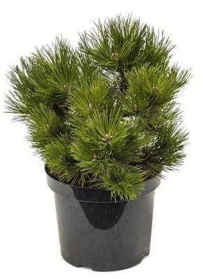 Сосна черная, Гор19, Выс40 в интернет гипермаркете «Планета Лета». Фото
