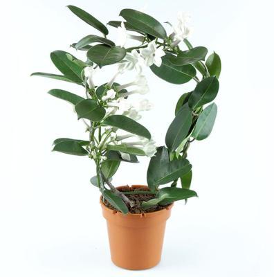 Стефанотис Floribunda, Гор17, Выс70 в интернет гипермаркете «Планета Лета». Фото