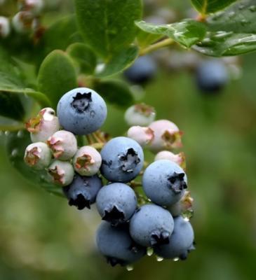 Голубика высокорослая Дюк 7Ц в интернет гипермаркете «Планета Лета». Фото