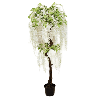 Глициния зонт штамб, Гор45, Выс200 И в интернет гипермаркете «Планета Лета». Фото