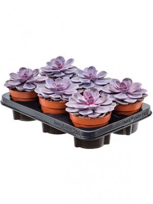 Эчеверия Pearls, Гор12, Выс20 в интернет гипермаркете «Планета Лета». Фото