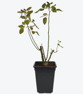 Роза мускусная Перенниал Блу, Гор23 М в интернет гипермаркете «Планета Лета». Фото