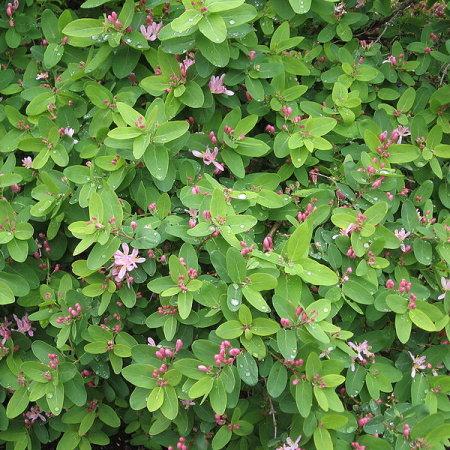 Жимолость татарская 7Ц (туба) в интернет гипермаркете «Планета Лета». Фото