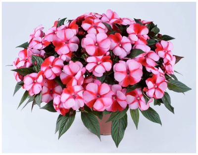 Бальзамин Санпатиенс, Гор15 М в интернет гипермаркете «Планета Лета». Фото