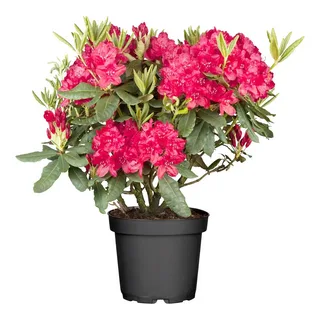 Рододендрон Nova Zembla, Гор60, Выс70 в интернет гипермаркете «Планета Лета». Фото