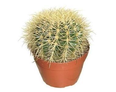 Эхинокактус Grusoni, Гор20, Выс25 в интернет гипермаркете «Планета Лета». Фото