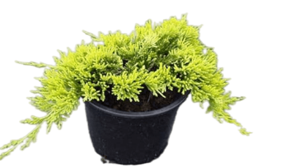 Можжевел.гориз.Golden Carpet, Гор23, Выс25-30 в интернет гипермаркете «Планета Лета». Фото